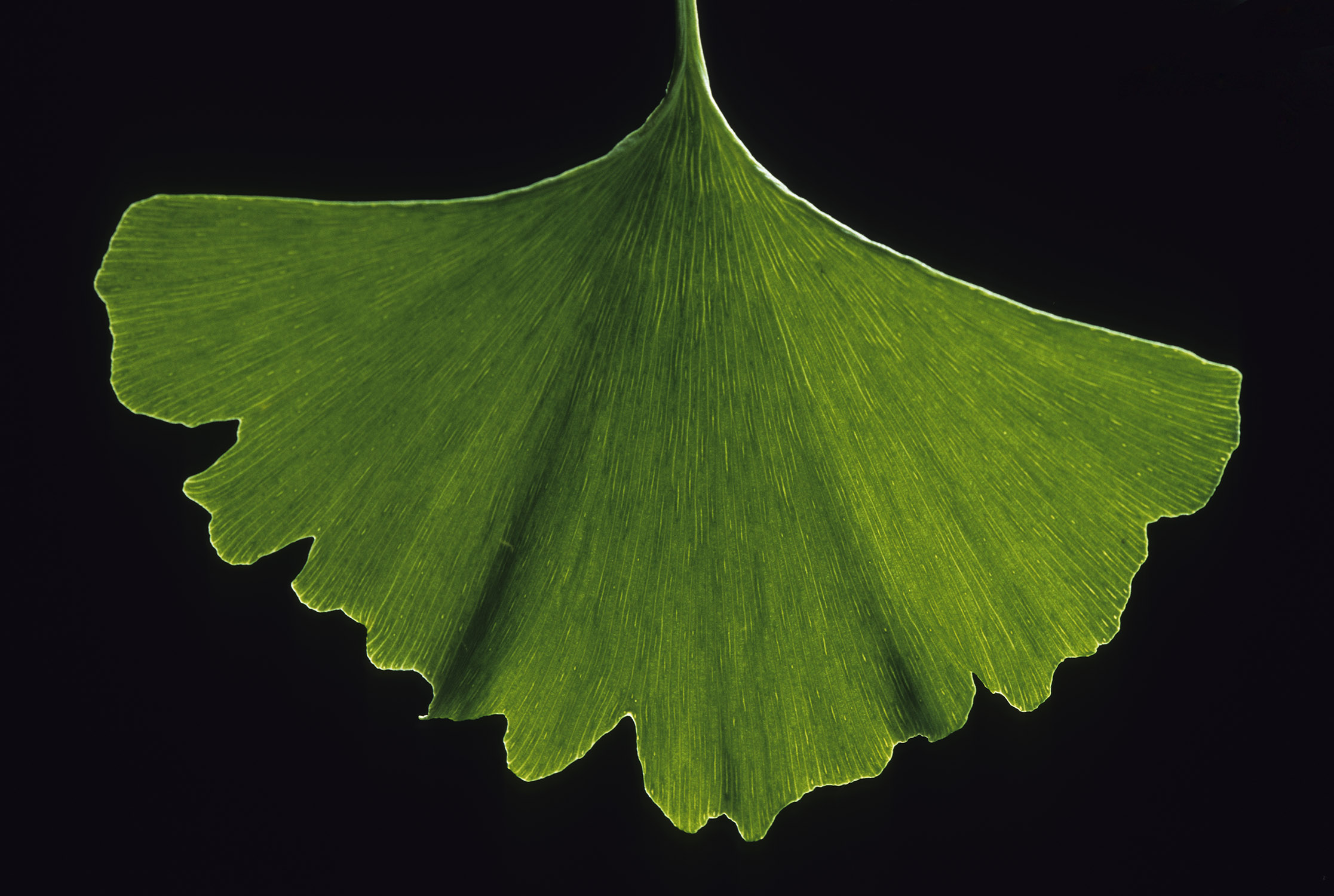 ginkgo.jpg